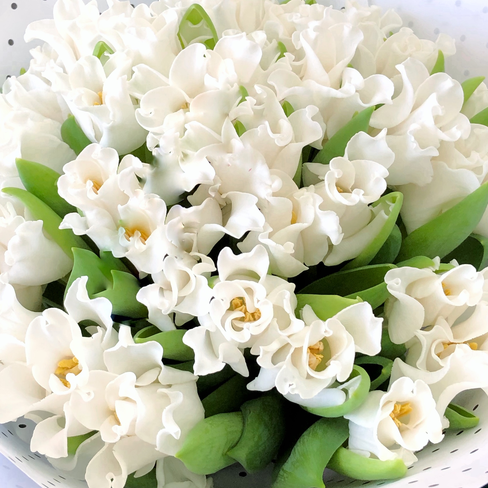 Тюльпаны волнистые белые 39 шт. №5018