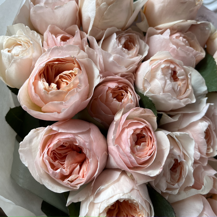 Пионовидные розы Джульетта №0903