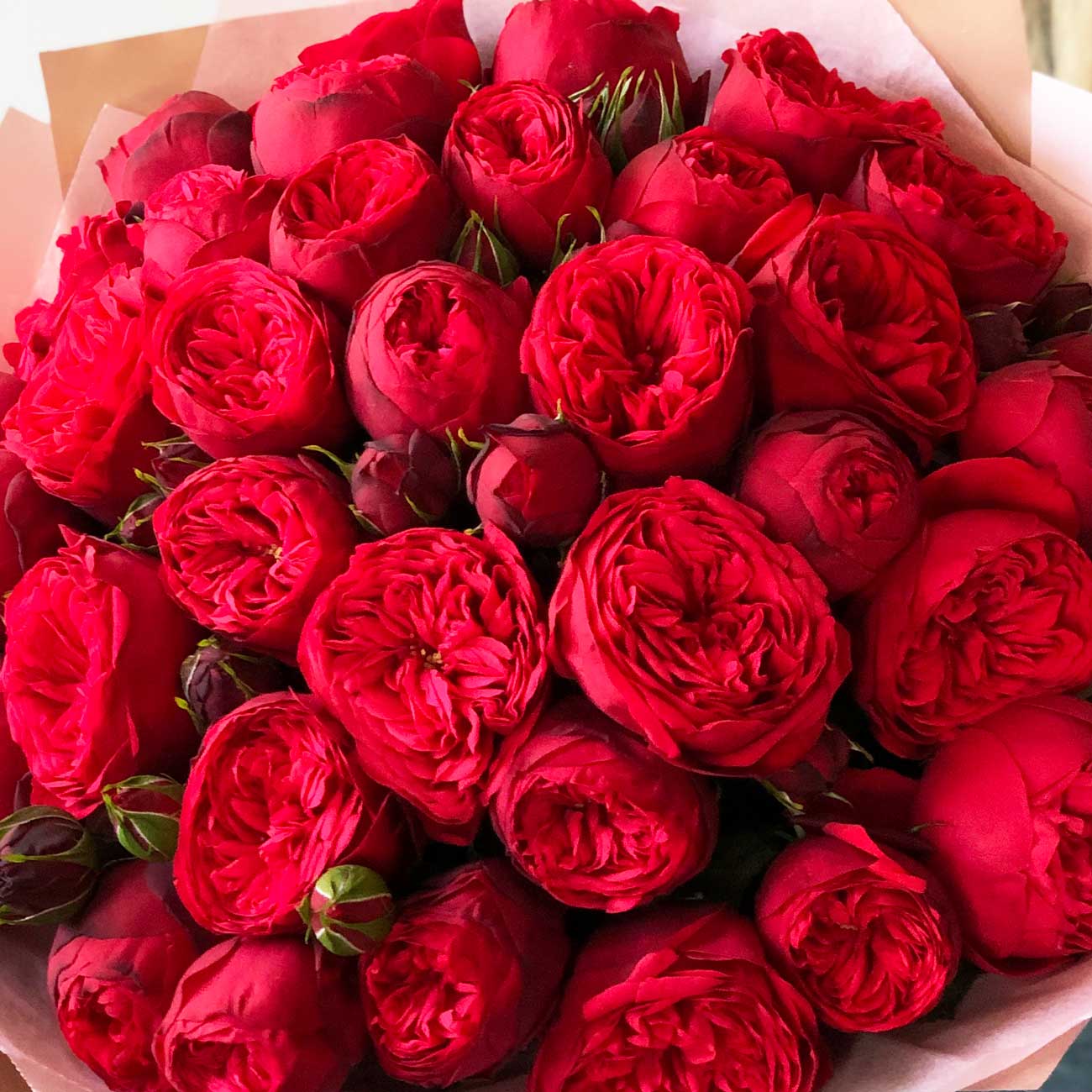 Пионовидные кустовые розы Ред Пиано 35 шт. №0971