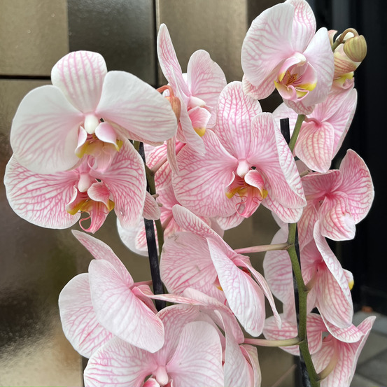 Горшечное растение в керамическом кашпо "Орхидея Фаленопсис" №0251