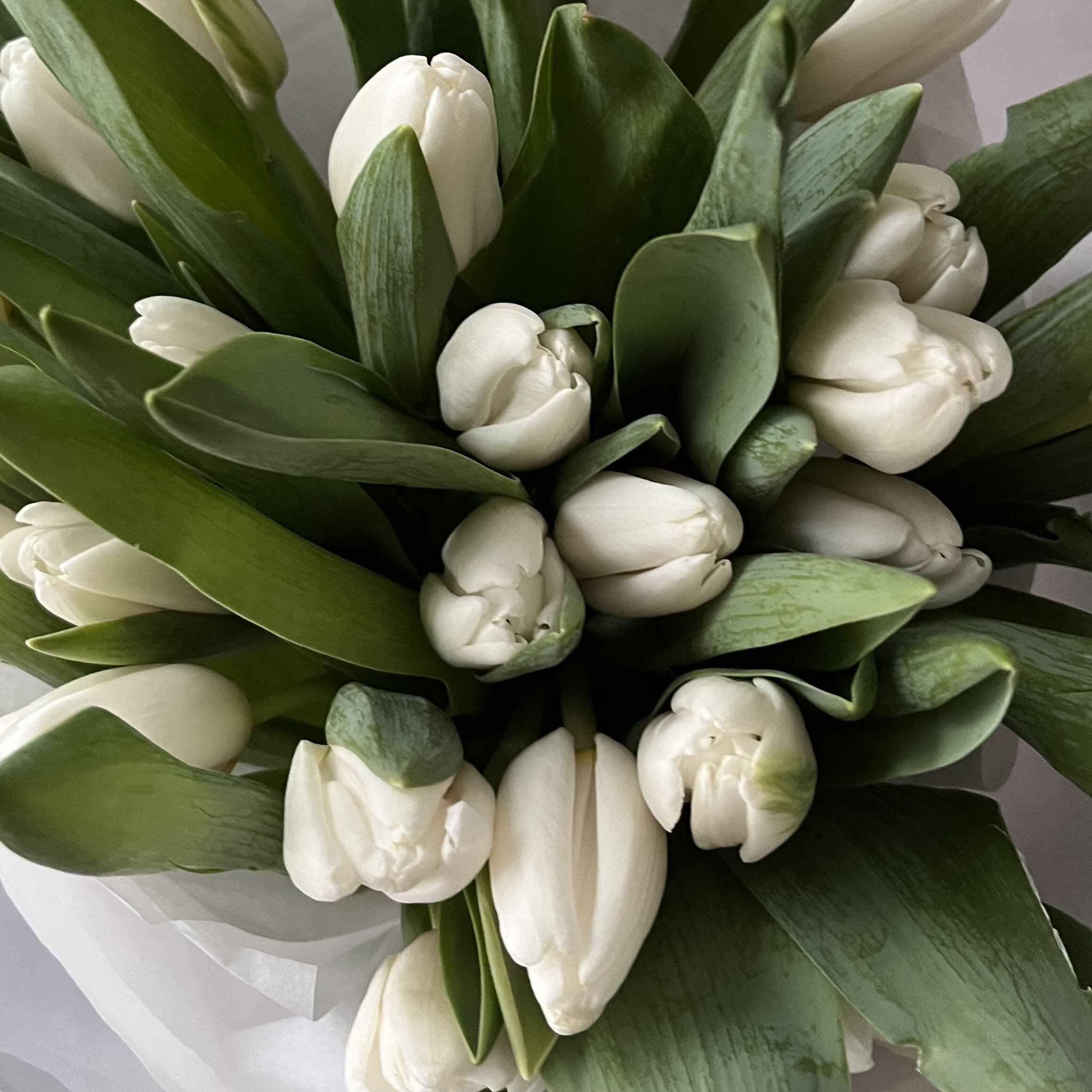 Охапка белых хрустящих тюльпанов №8711
